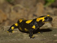 Salamandra salamandra 25, Vuursalamander, Saxifraga-Kees Marijnissen