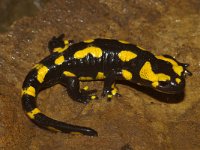 Salamandra salamandra 26, Vuursalamander, Saxifraga-Kees Marijnissen