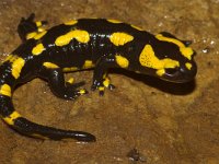 Salamandra salamandra 27, Vuursalamander, Saxifraga-Kees Marijnissen
