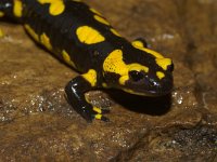 Salamandra salamandra 28, Vuursalamander, Saxifraga-Kees Marijnissen
