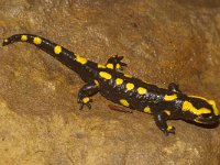 Salamandra salamandra 29, Vuursalamander, Saxifraga-Kees Marijnissen