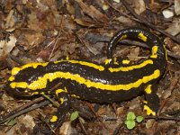 Salamandra salamandra 3, Vuursalamander, Saxifraga-Kees Marijnissen