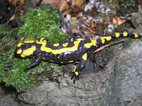 Salamandra salamandra 30, Vuursalamander, Saxifraga-David Jongepier