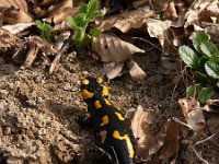 Salamandra salamandra 31, Vuursalamander, Saxifraga-Harry van Oosterhout : Griekenland, natuur, amfibie, vuursalamander, fauna