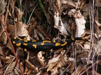 Salamandra salamandra 32, Vuursalamander, Saxifraga-Harry van Oosterhout : Griekenland, natuur, amfibie, vuursalamander, fauna