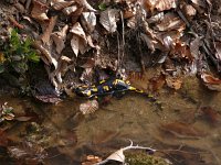 Salamandra salamandra 33, Vuursalamander, Saxifraga-Harry van Oosterhout : Griekenland, natuur, amfibie, vuursalamander, fauna