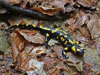Salamandra salamandra 37, Vuursalamander, Saxifraga-Jeroen Willemsen