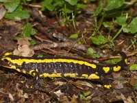 Salamandra salamandra 4, Vuursalamander, Saxifraga-Kees Marijnissen