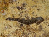 Salamandra salamandra 6, Vuursalamander, juvenile, Saxifraga-Kees Marijnissen