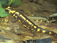 Salamandra salamandra 7, Vuursalamander, Saxifraga-Kees Marijnissen