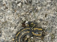 Salamandra salamandra 8, Vuursalamander, Saxifraga-Jan van der Straaten