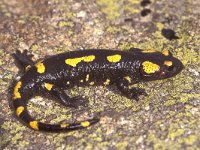 Salamandra salamandra 9, Vuursalamander, Saxifraga-Edo van Uchelen