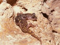 Speleomantes supramontis 2, Supramontisgrottensalamander, Saxifraga-Edo van Uchelen