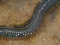 Alitta virens 3, Groene zager, Saxifraga-Foto Fitis-Sytske Dijksen