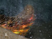 Aphrodita aculeata 3, Zeemuis, detail, Saxifraga-Foto Fitis-Sytske Dijksen