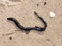 Arenicola marina 10, Wadpier, Saxifraga-Foto Fitis-Sytske Dijksen