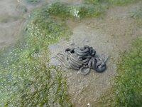 Arenicola marina 2, Wadpier, Saxifraga-Mark Zekhuis