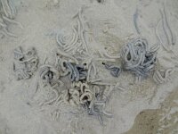 Arenicola marina 3, Wadpier, Saxifraga-Mark Zekhuis