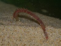 Arenicola marina 4, Wadpier, juv, Saxifraga-Foto Fitis-Sytske Dijksen