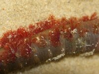 Arenicola marina 5, Wadpier, Saxifraga-Foto Fitis-Sytske Dijksen