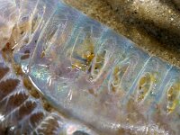 Arenicola marina 6, Wadpier, Saxifraga-Foto Fitis-Sytske Dijksen