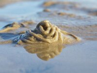 Arenicola marina 9, Wadpier, Saxifraga-Foto Fitis-Sytske Dijksen