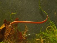 Erpobdella octoculata 3, Achtogige bloedzuiger, Saxifraga-Kees Marijnissen