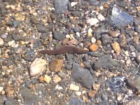 Haemopis sanguisuga 2, Onechte paardenbloedzuiger, Saxifraga-Henk Sierdsema