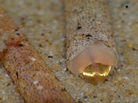 Lagis koreni 2, Goudkammetje, Saxifraga-Foto Fitis-Sytske Dijksen