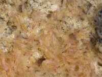 Lanice conchilega 4, Schelpkokerworm, larva, Saxifraga-Foto Fitis-Sytske Dijksen