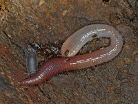 Lumbricidae spec #06046 : Lumbricidae spec, Earthworm, Regenworm