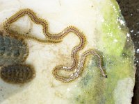 Phyllodoce maculata 1, Gestippelde dieseltreinworm, Saxifraga-Foto Fitis-Sytske Dijksen