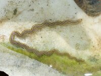 Phyllodoce mucosa 2, Gespikkelde dieseltreinworm, Saxifraga-Foto Fitis-Sytske Dijksen