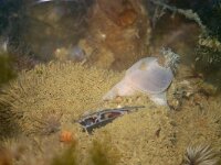 Polydora ciliata 2, Slikkokerworm, Saxifraga-Foto Fitis-Sytske Dijksen