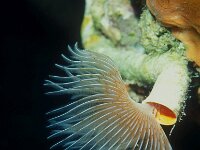 Protula tubularia 2, Kalkkokerworm, Saxifraga-Eric Gibcus