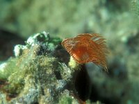 Protula tubularia 3, Kalkkokerworm, Saxifraga-Eric Gibcus