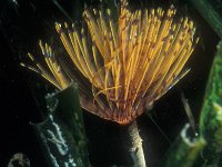 Sabella pavonia 7, Slijkkokerworm, Saxifraga-Eric Gibcus