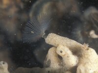 Sabella pavonina 2, Slijkkokerworm, Saxifraga-Eric Gibcus