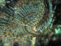 Sabella pavonina 9, Slijkkokerworm, Saxifraga-Eric Gibcus