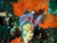 Serpula vermicularis 3, Rode kalkkokerworm, Saxifraga-Eric Gibcus