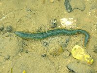 Alitta virens 2, Groene zager, Saxifraga-Foto Fitis-Sytske Dijksen