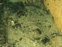 Eiseniella tetraheda 2, Saxifraga-Eric Gibcus