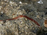 Heteromastus filiformis