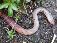 Lumbricus terrestris