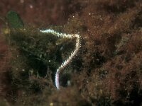 Nephyts hombergii 1, Zandzager, Saxifraga-Eric Gibcus