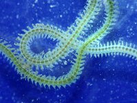 Phyllodoce maculata 2, Gestippelde dieseltreinworm, Saxifraga-Foto Fitis-Sytske Dijksen