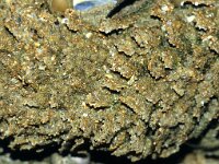 Sabellaria alveolata