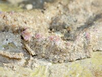 Sabellaria spinulosa