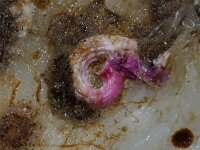 Serpula vermicularis 2, Rode kalkkokerworm, Saxifraga-Foto Fitis-Sytske Dijksen