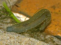 Theromyzon tessulatum